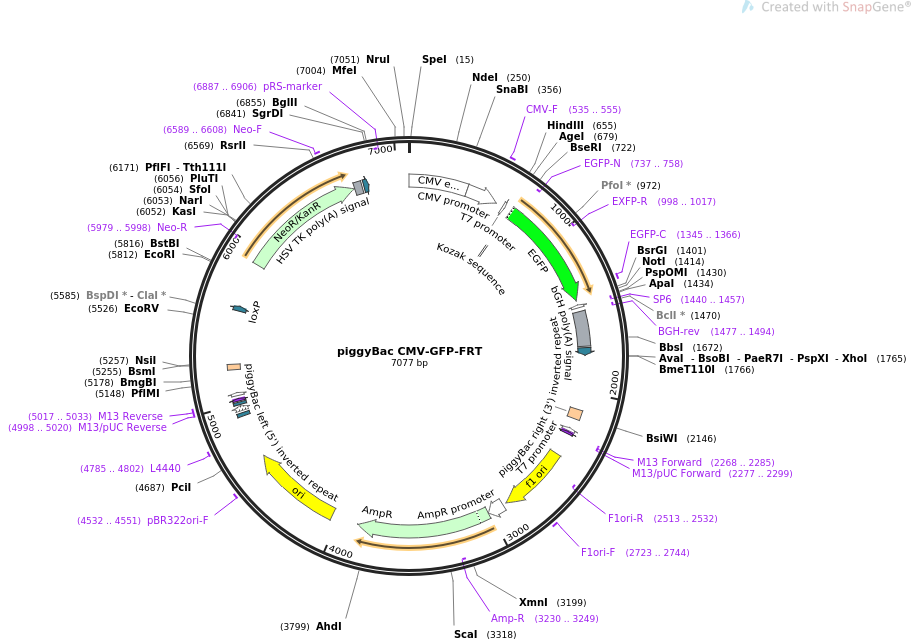 piggyBac CMV-GFP-FRT质粒图谱